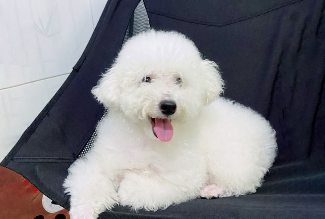 Chó Poodle trắng rất thông minh và trung thành với chủ