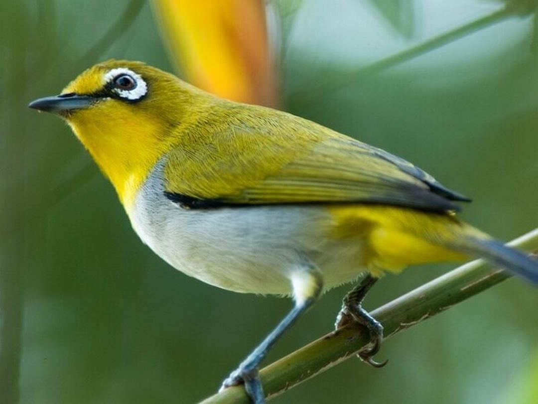 Chim Khuyên - tập tính đặc điểm và cách chăm sóc chim