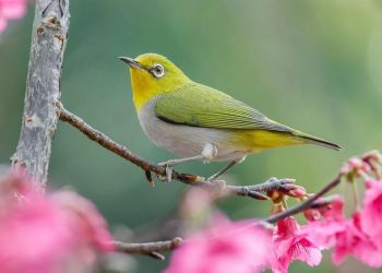 Tập tính sống của loài Vành Khuyên