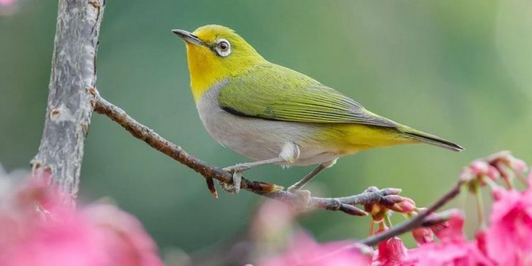 Tập tính sống của loài Vành Khuyên