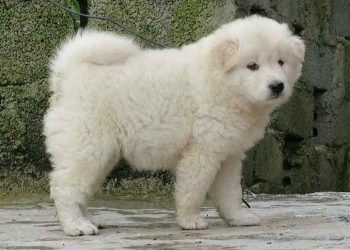 Nguồn gốc ra đời của loài chó Bắc Hà nổi tiếng