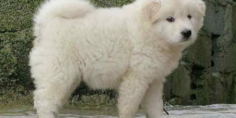 Nguồn gốc ra đời của loài chó Bắc Hà nổi tiếng