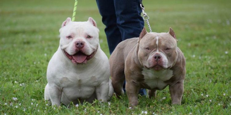 Chó Bully xuất hiện đã xuất hiện từ rất lâu, vào những năm 1980