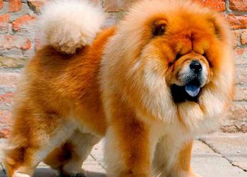 Chow Chow với nét mặt đáng yêu
