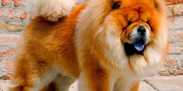 Chow Chow với nét mặt đáng yêu