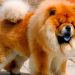 Chow Chow với nét mặt đáng yêu