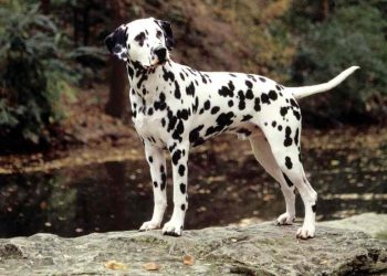 Nguồn gốc, phân loại của giống chó đốm