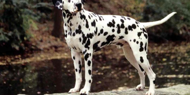 Nguồn gốc, phân loại của giống chó đốm