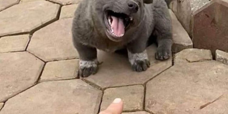 Chó Mông cộc ấn tượng với chiếc đuôi có một không hai