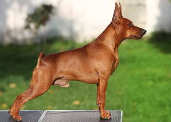 Chó Phốc Hươu đang dần dần phổ biến
