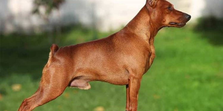 Chó Phốc Hươu đang dần dần phổ biến