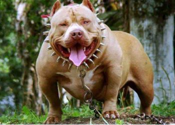 Chó Pitbull được nhiều người biết đến là một giống chó hiếu chiến