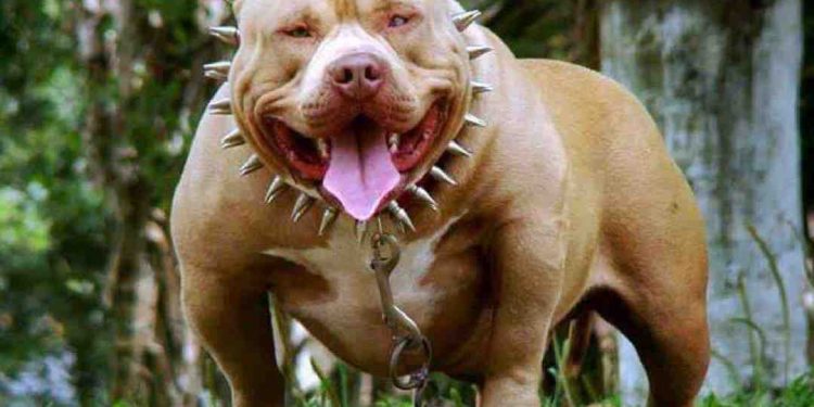 Chó Pitbull được nhiều người biết đến là một giống chó hiếu chiến