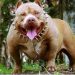 Chó Pitbull được nhiều người biết đến là một giống chó hiếu chiến