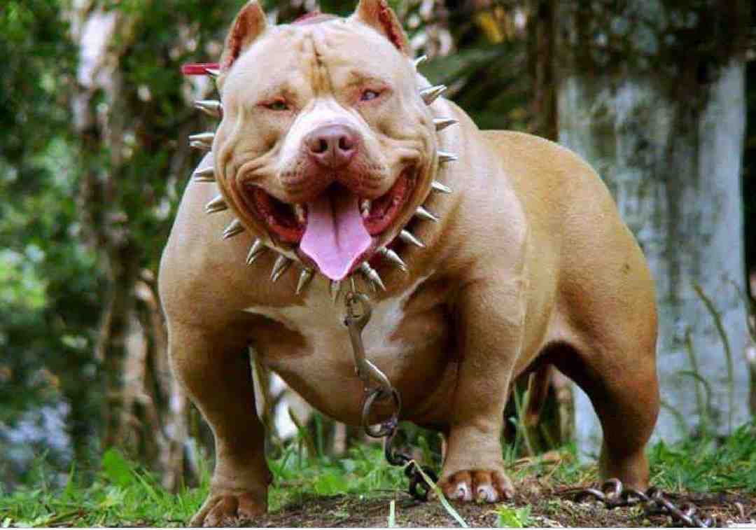 Chó Pitbull được nhiều người biết đến là một giống chó hiếu chiến