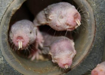 Chuột chũi mũi sao siêu đáng yêu (Condylura cristata)