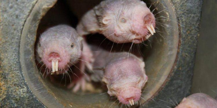 Chuột chũi mũi sao siêu đáng yêu (Condylura cristata)