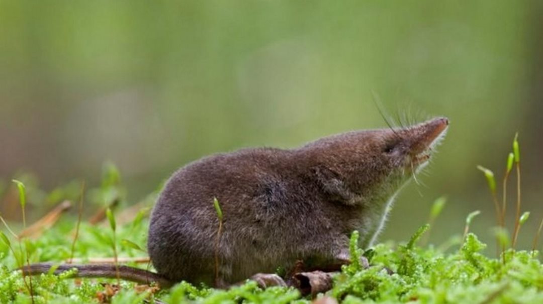 Chuột chũi trưởng thành rất nhanh với tốc độ vượt trội