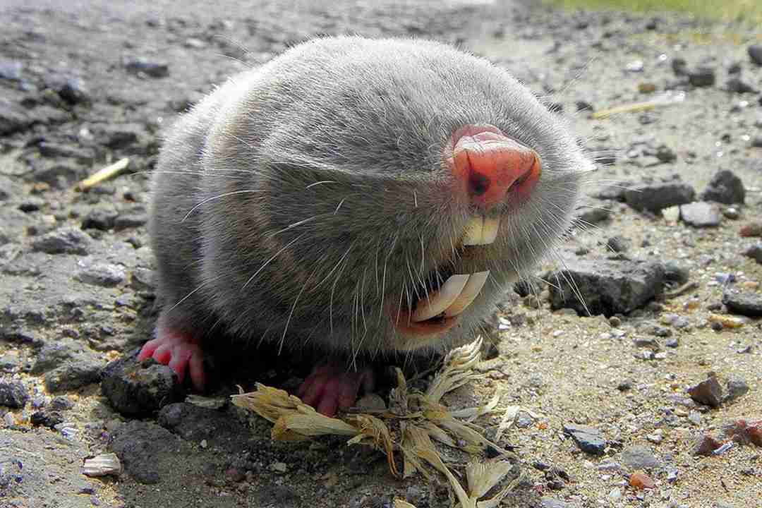 Chuột chũi có thể sống trong nhiều điều kiện môi trường 