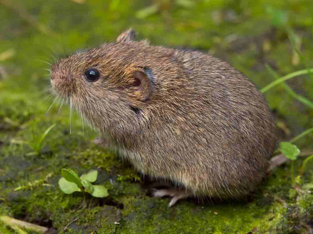 Chuột đồng hình dạng tương tự chuột nhắt nhưng có thân hình săn chắc