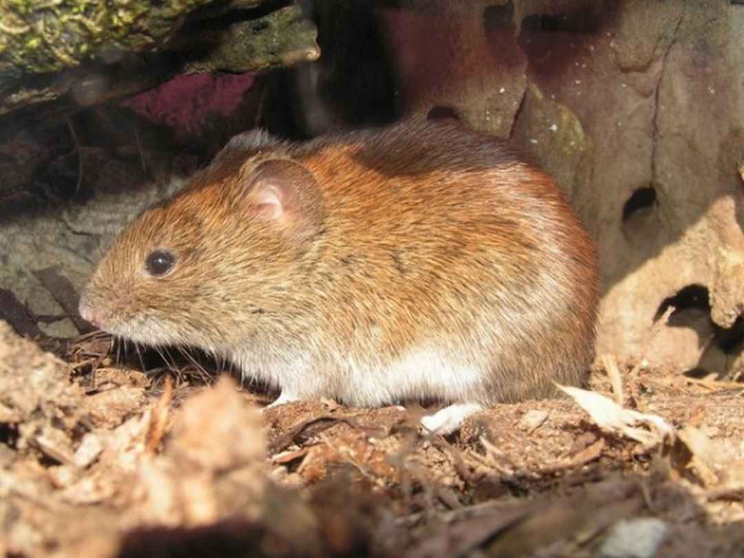 Tập tính sinh sản để duy trì nòi giống của chuột đồng