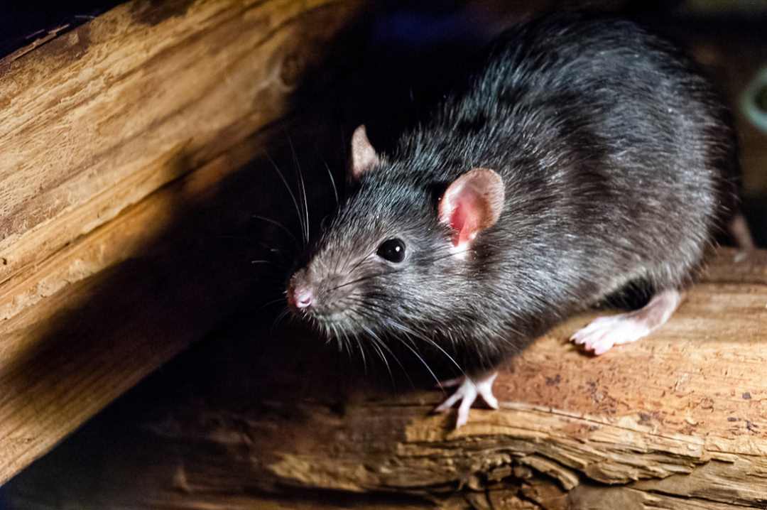 Chuột đồng phá hoại mùa màng, làm thiệt hại đến lương thực
