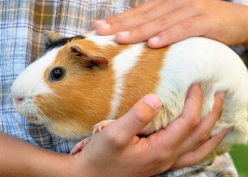 Loài chuột này thuộc bộ gặm nhấm