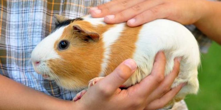 Loài chuột này thuộc bộ gặm nhấm