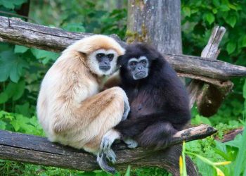 Con vượn cũng được người dân châu Á yêu quý và tôn trọng.