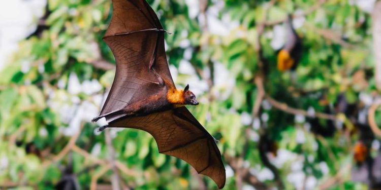 Dơi có thể sống trung bình trong vòng 20 năm tiếp theo 