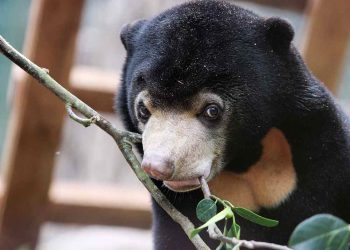 Giới thiệu vài nét khái quát về loài gấu chó