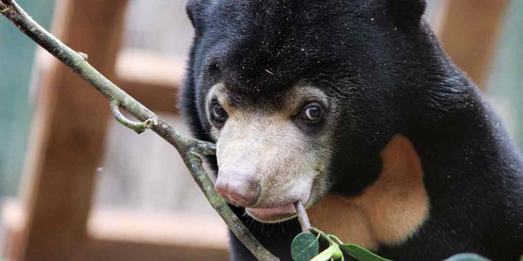 Giới thiệu vài nét khái quát về loài gấu chó