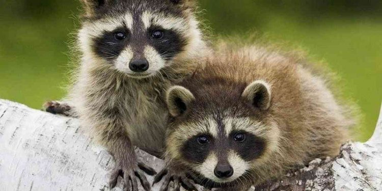 Môi trường sống của gấu mèo