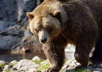 Gấu xám là một mắt xích quan trọng giúp cân bằng hệ sinh thái