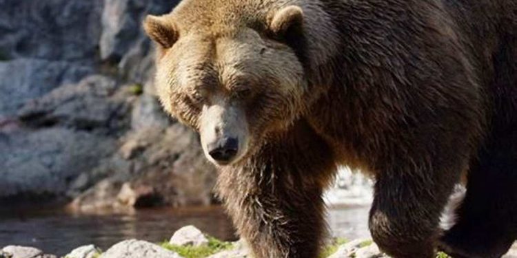 Gấu xám là một mắt xích quan trọng giúp cân bằng hệ sinh thái