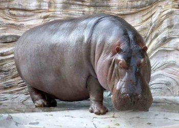 Chúng ta hãy chung tay bảo vệ loài vật này 