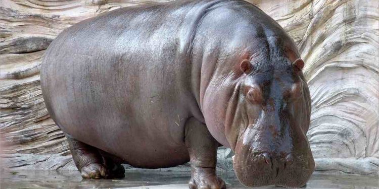 Chúng ta hãy chung tay bảo vệ loài vật này 