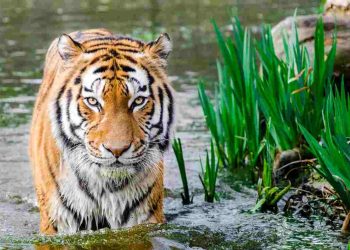 Hổ Hoàng Gia Bengal thường sống chủ yếu ở khu vực lục địa của Ấn Độ