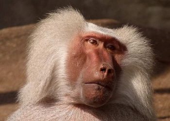 Đặc tính về sinh sản của khỉ đầu chó