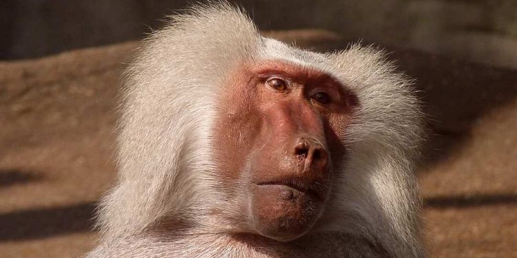 Đặc tính về sinh sản của khỉ đầu chó