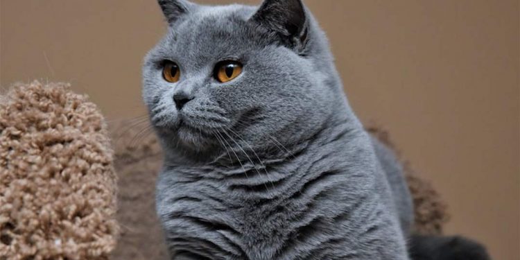 Giống mèo lông ngắn trắng toàn thân