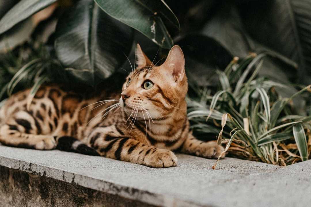 Hình ảnh chú mèo rừng Việt Nam