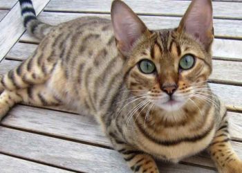 Một con mèo nhà đang nằm nghỉ ngơi