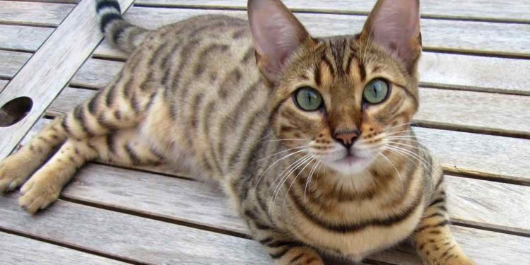 Một con mèo nhà đang nằm nghỉ ngơi