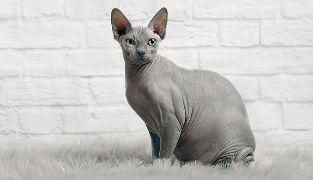 Mèo Sphynx thực chất có một lớp lông tơ rất ngắn bao phủ