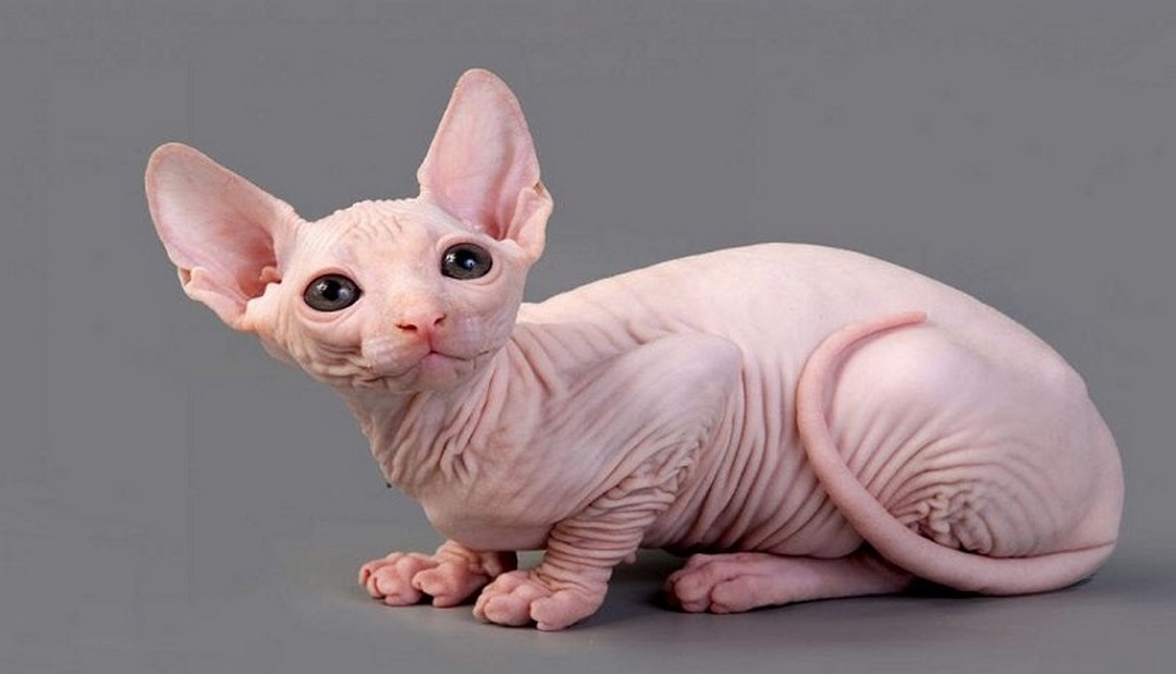 Cận cảnh hình ảnh Sphynx khi còn nhỏ