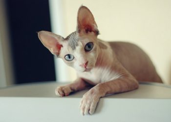 Mức giá thành của loài thú cưng này tương đối cao