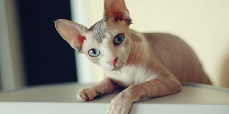 Mức giá thành của loài thú cưng này tương đối cao