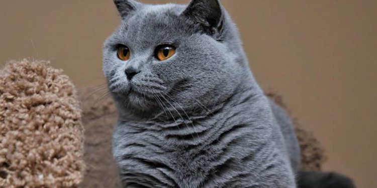 Mèo xám là thú nuôi được rất nhiều người yêu thích