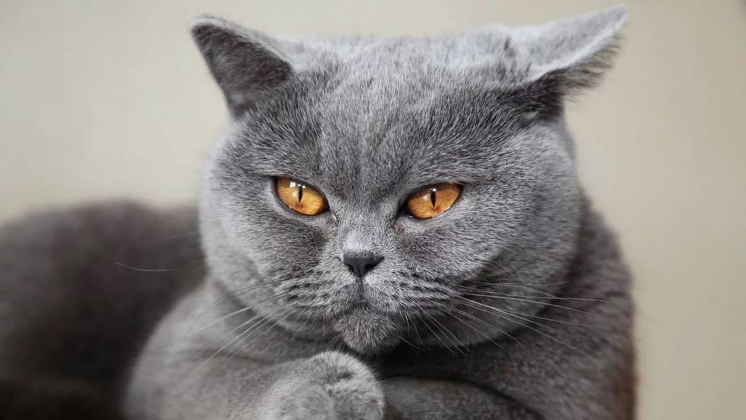 Tập tính nổi bật của những chú mèo màu xám